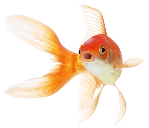 Goldfish