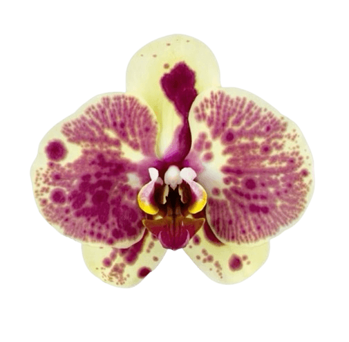 Orchid