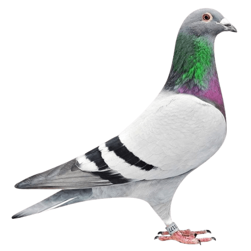 Pigeon